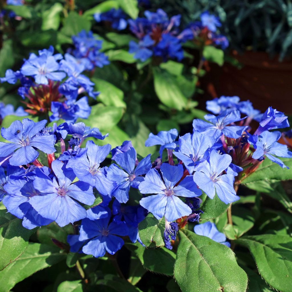 Ceratostigma willmottianum - Plumbago chino