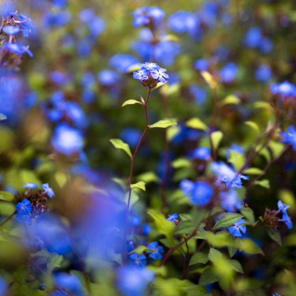 Ceratostigma willmottianum - Plumbago chino