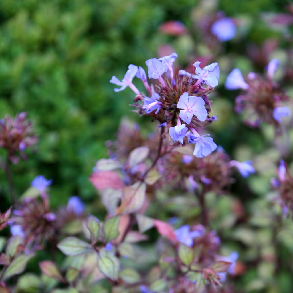 Ceratostigma willmottianum - Plumbago chino