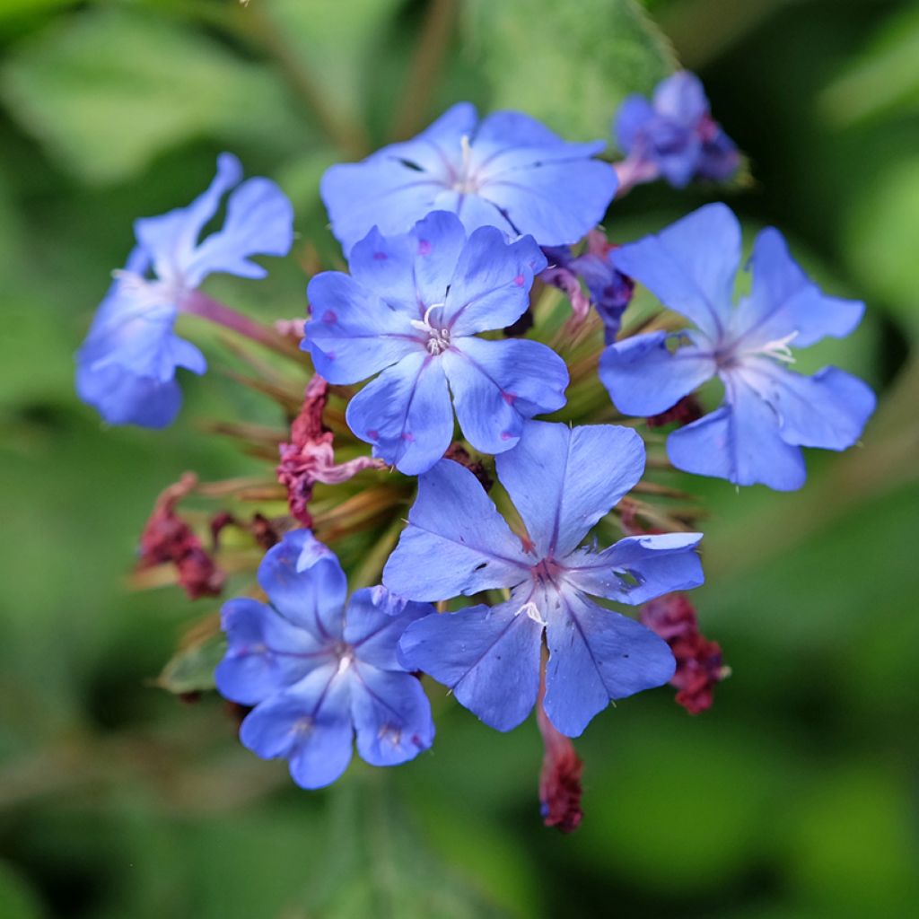 Ceratostigma willmottianum Forest Blue - Falso plumbago