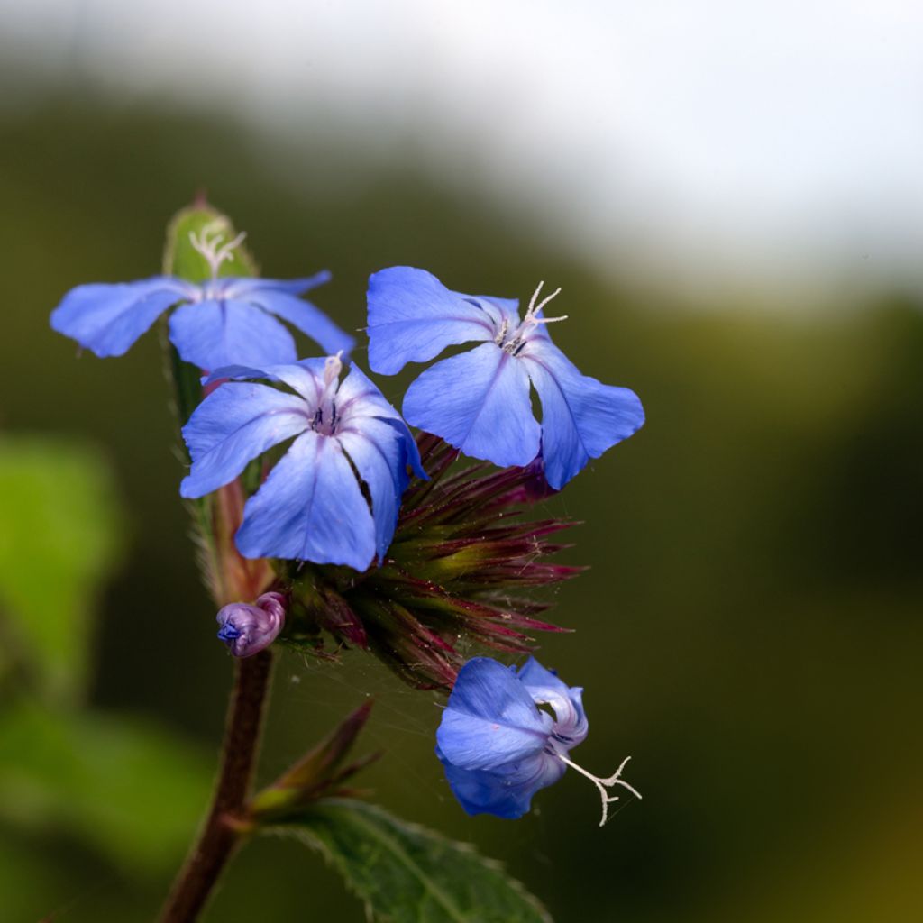 Ceratostigma willmottianum Forest Blue - Falso plumbago