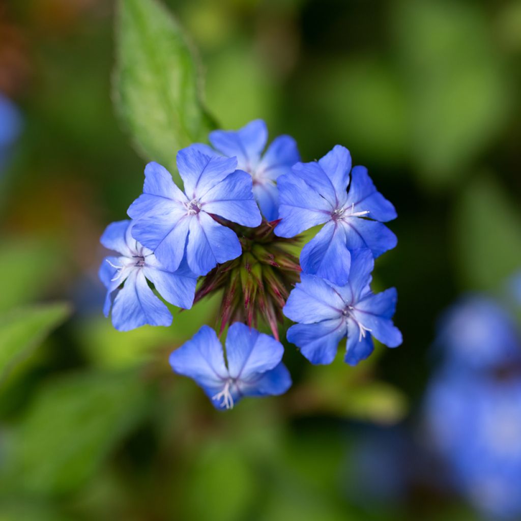 Ceratostigma willmottianum Forest Blue - Falso plumbago