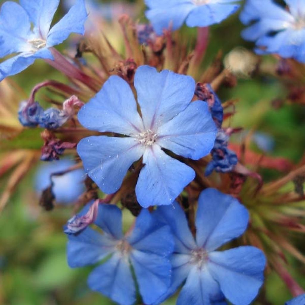 Ceratostigma willmottianum - Plumbago chino