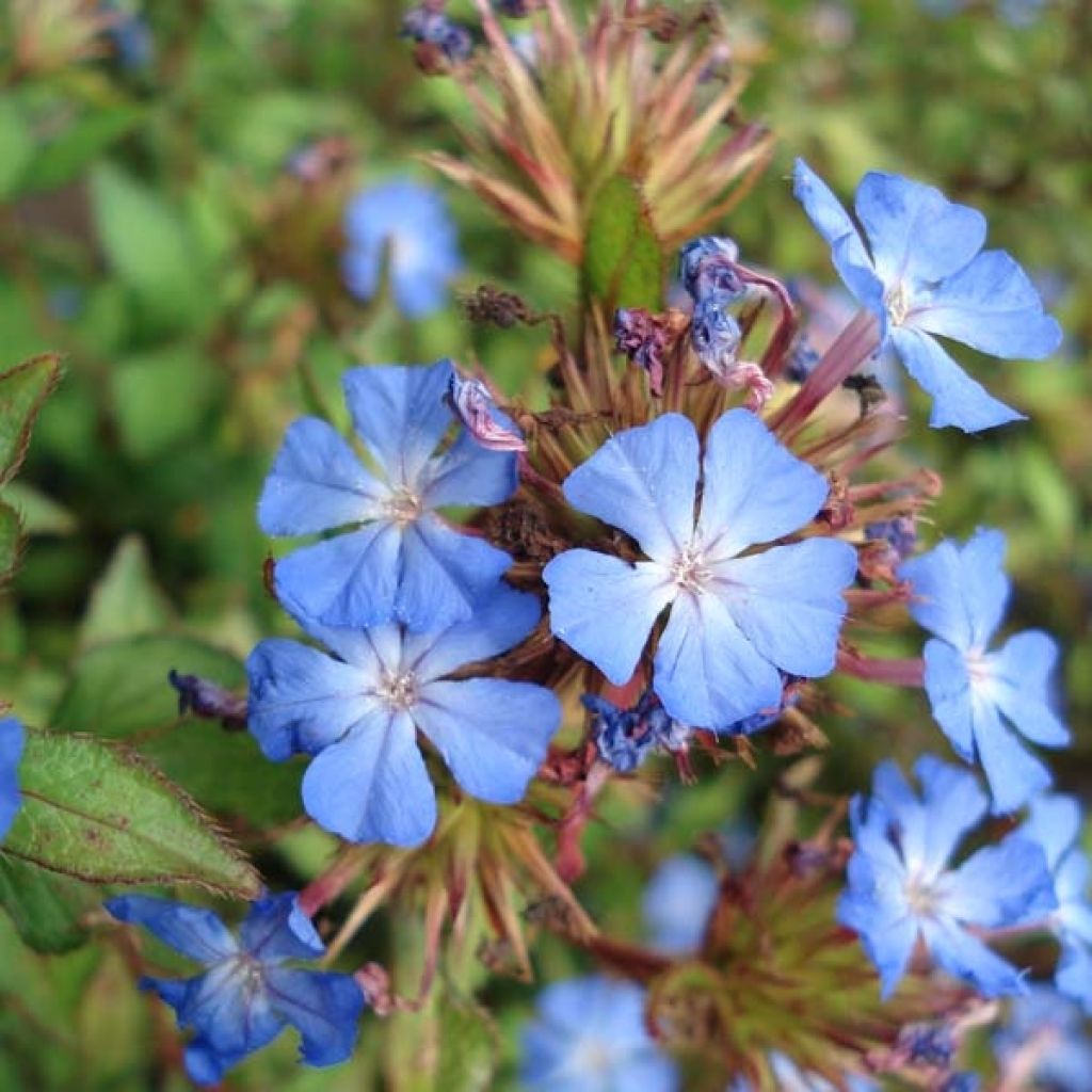 Ceratostigma willmottianum - Plumbago chino