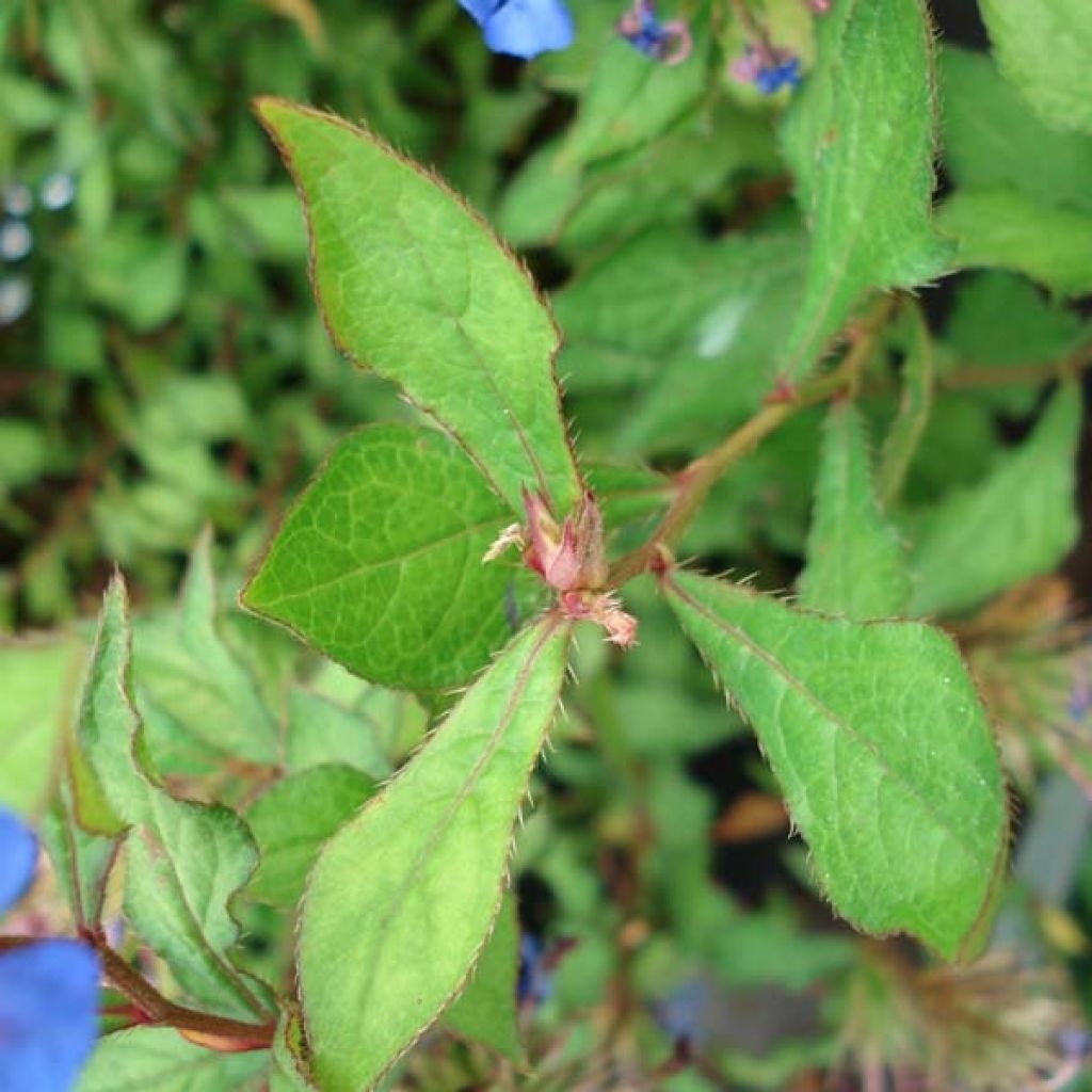 Ceratostigma willmottianum - Plumbago chino