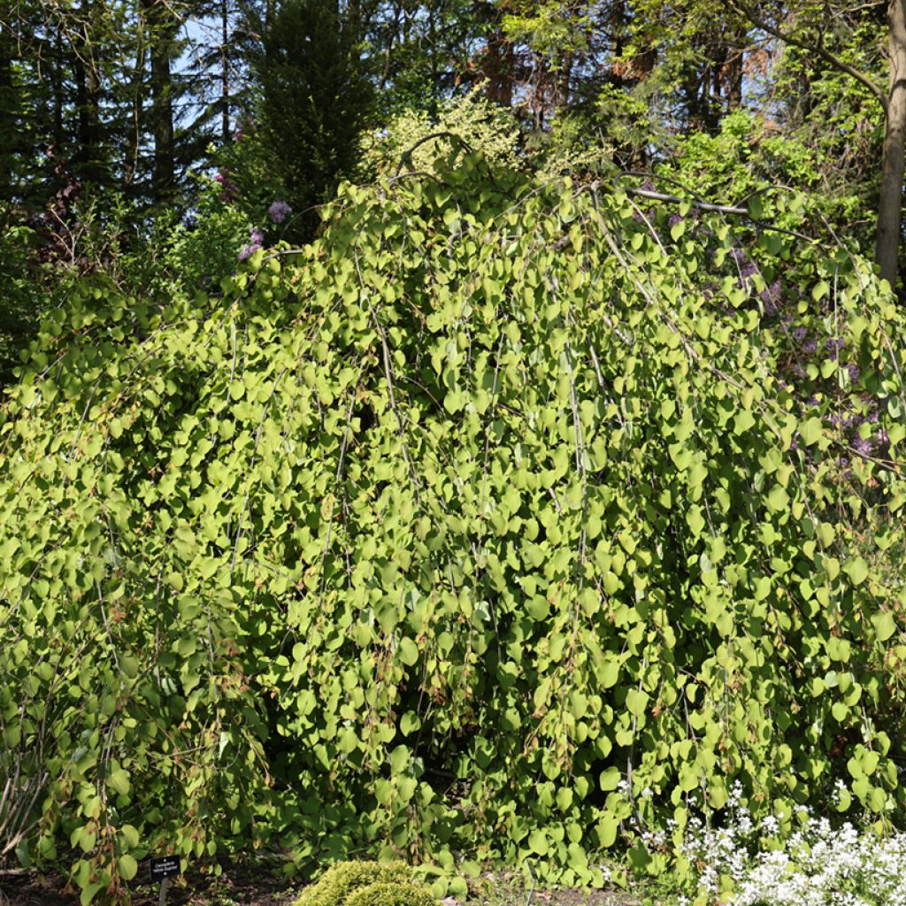 Cercidiphyllum japonicum Amazing Grace - Arbre à caramel pleureur