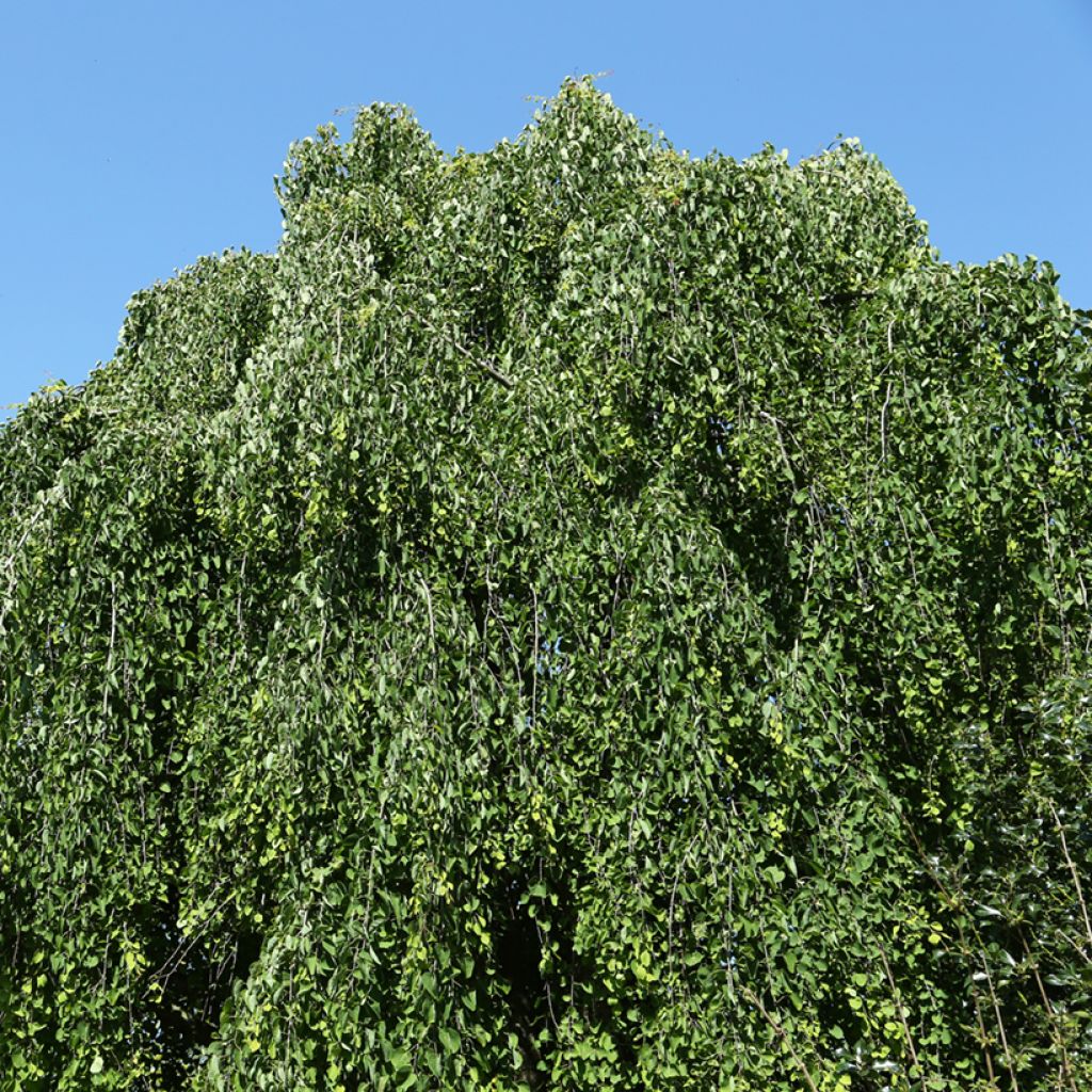 Cercidiphyllum japonicum Morioka Weeping -Katsura