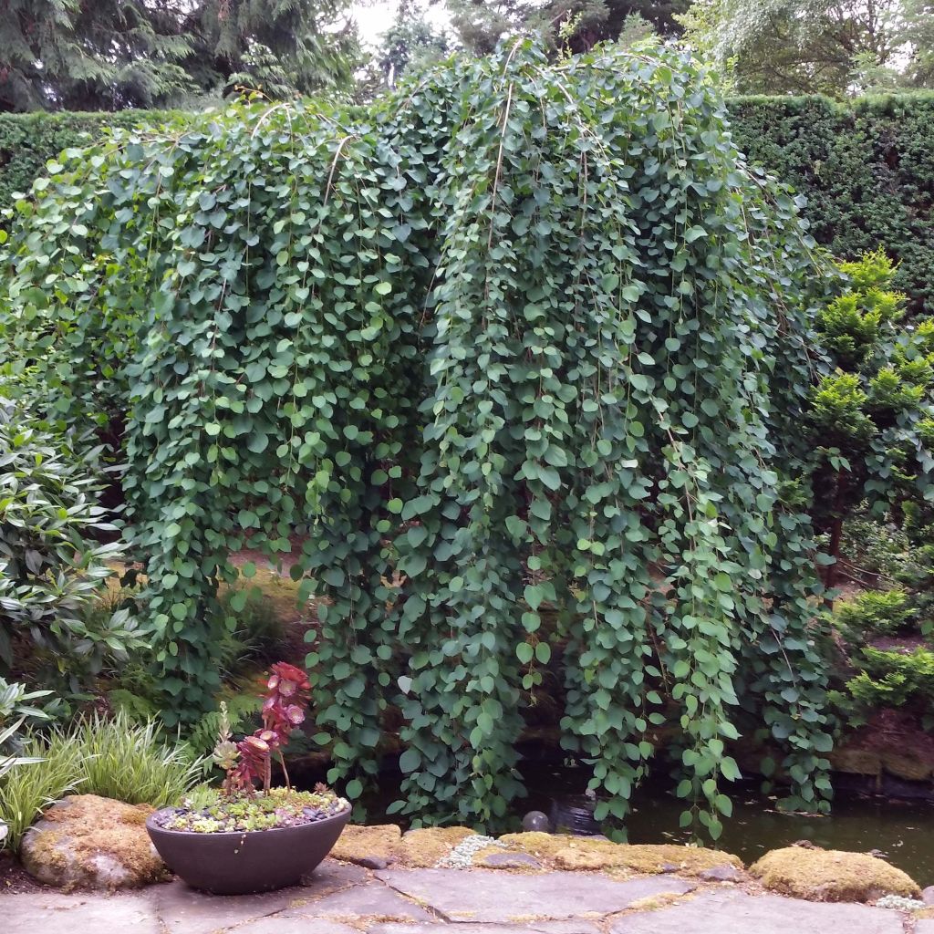 Cercidiphyllum japonicum Pendulum - Arbre à caramel pleureur