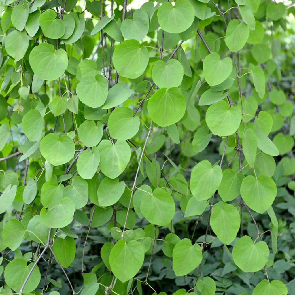 Cercidiphyllum japonicum Pendulum - Katsura