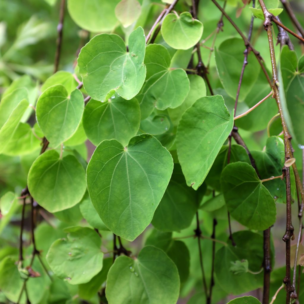 Cercidiphyllum japonicum Pendulum - Katsura