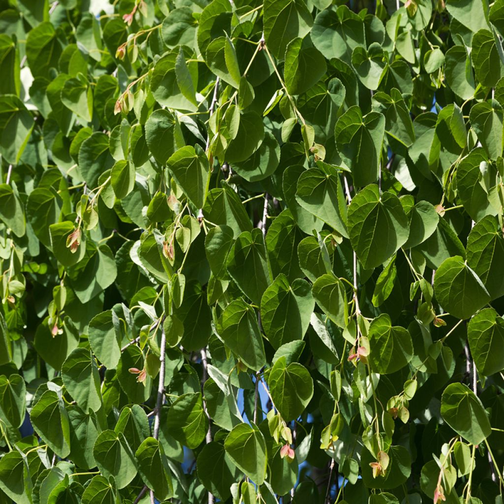 Cercidiphyllum japonicum Pendulum - Katsura