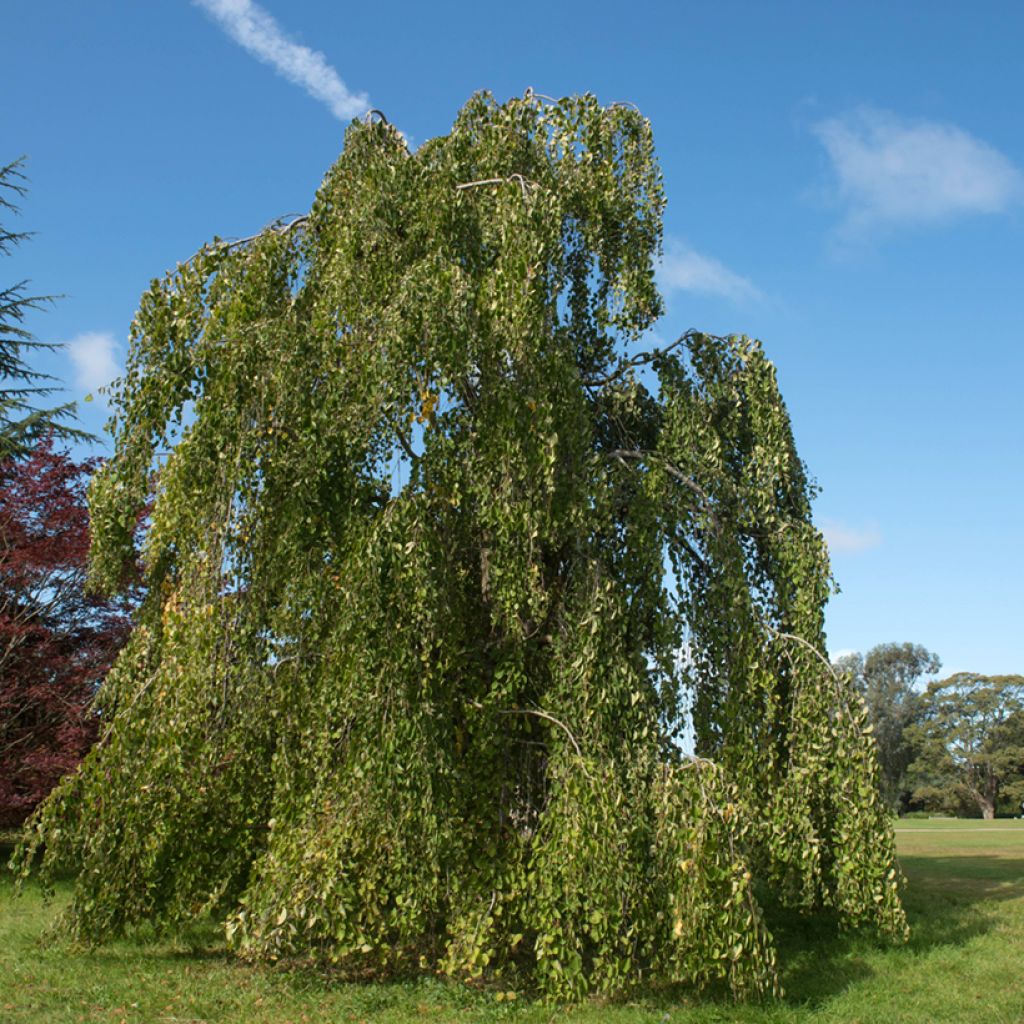 Cercidiphyllum japonicum Pendulum - Katsura