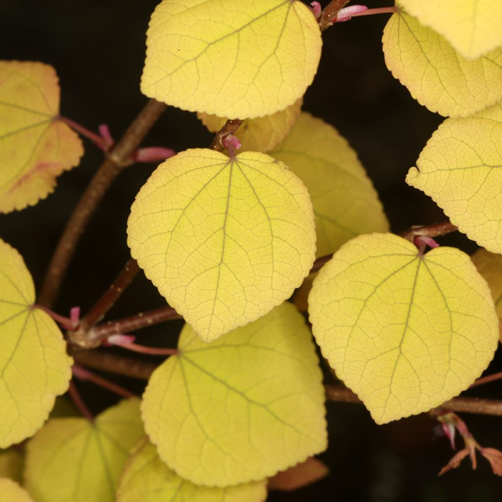 Arbre à caramel nain - Cercidiphyllum japonicum Râ