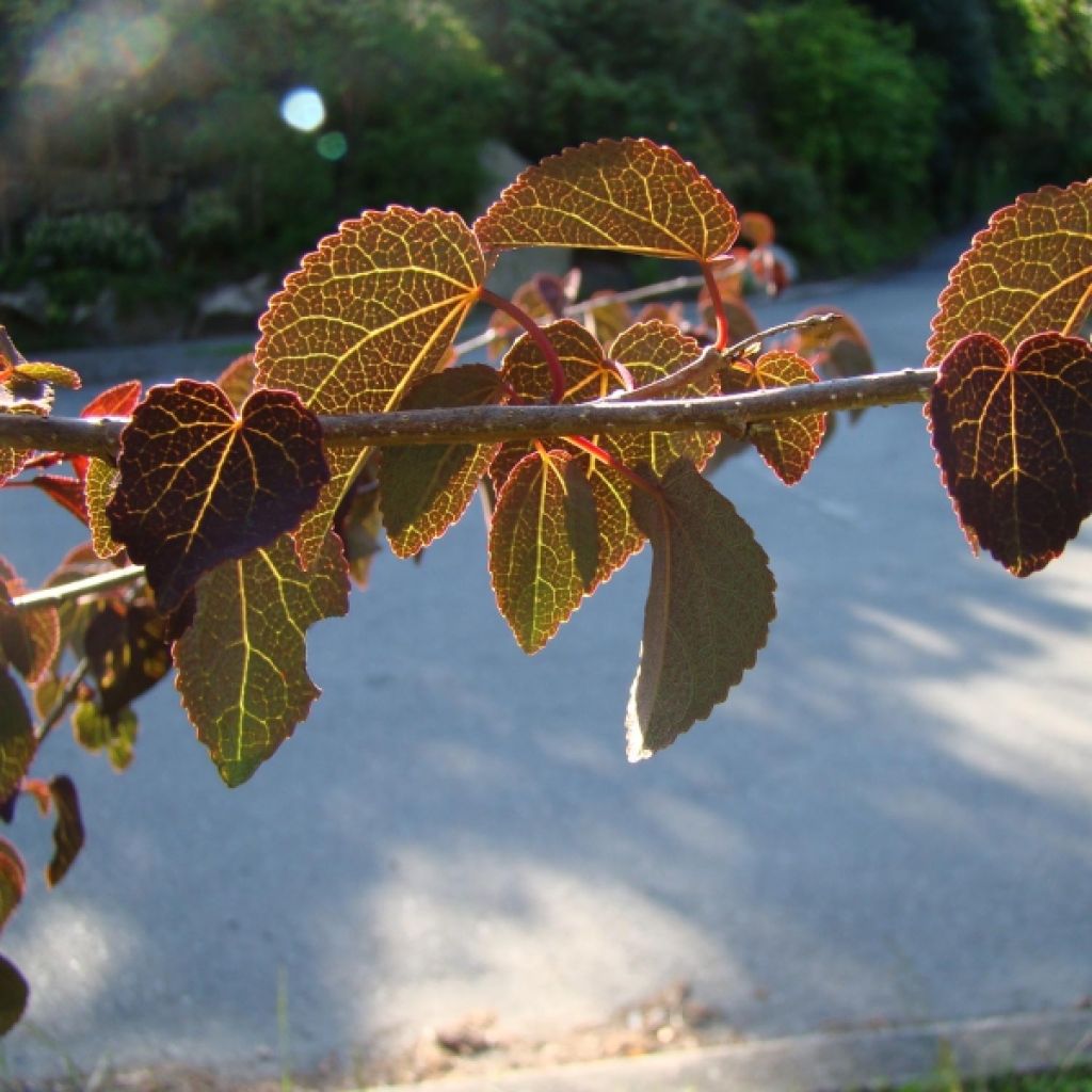 Cercidiphyllum japonicum Rotfuchs - Katsura