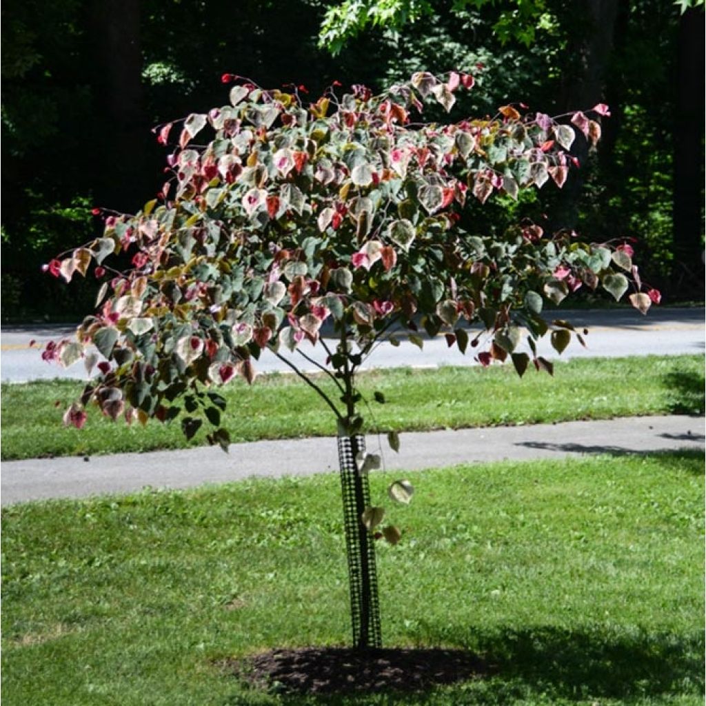 Redbud del este Carolina Sweetheart - Cercis canadensis