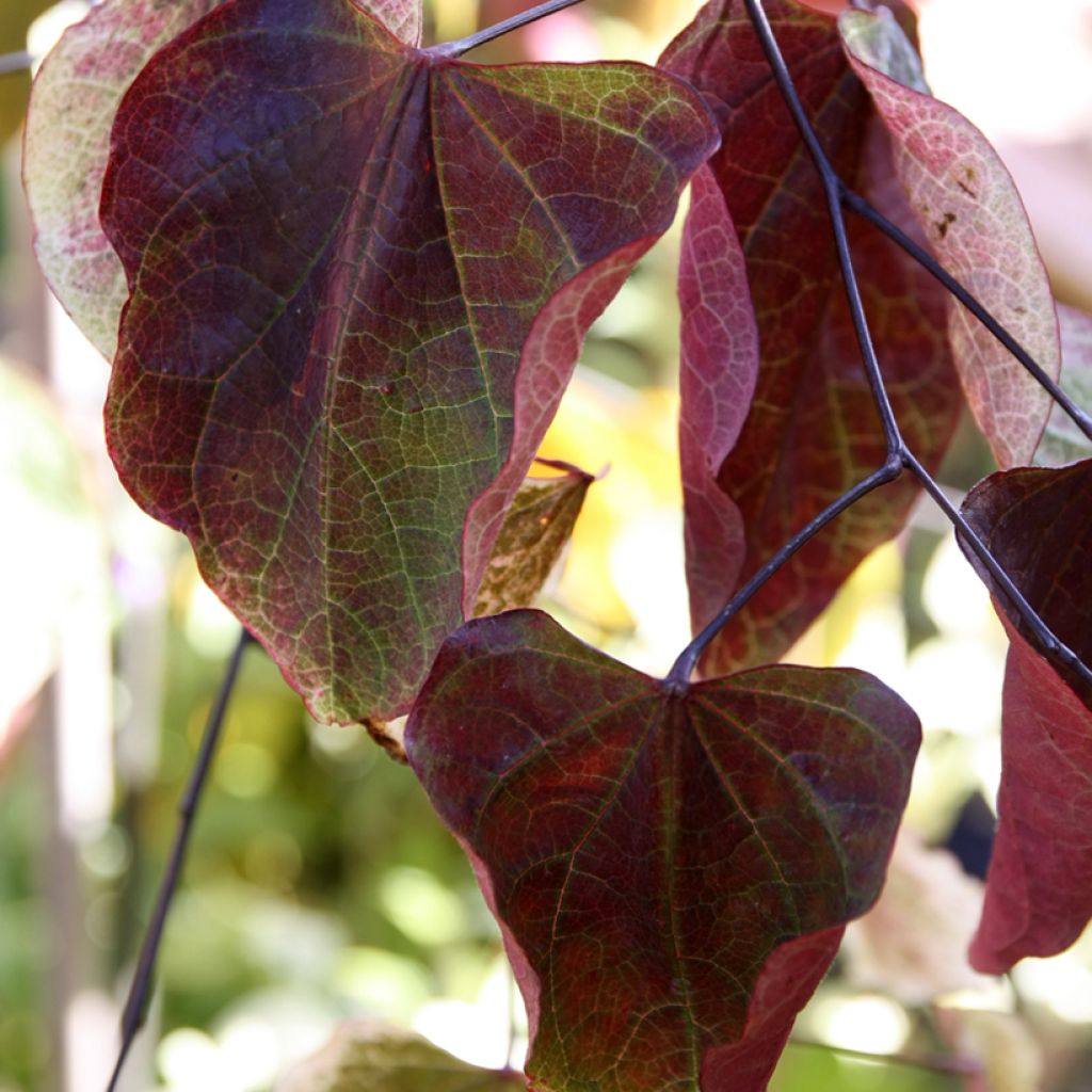 Redbud del este Carolina Sweetheart - Cercis canadensis