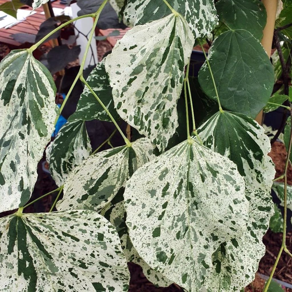 Redbud del este Alley Cat - Cercis canadensis