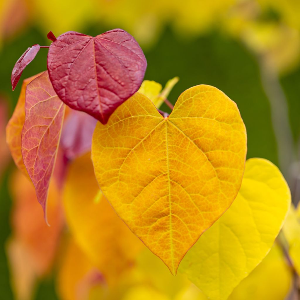 Redbud del este Eternal Flame - Cercis canadensis