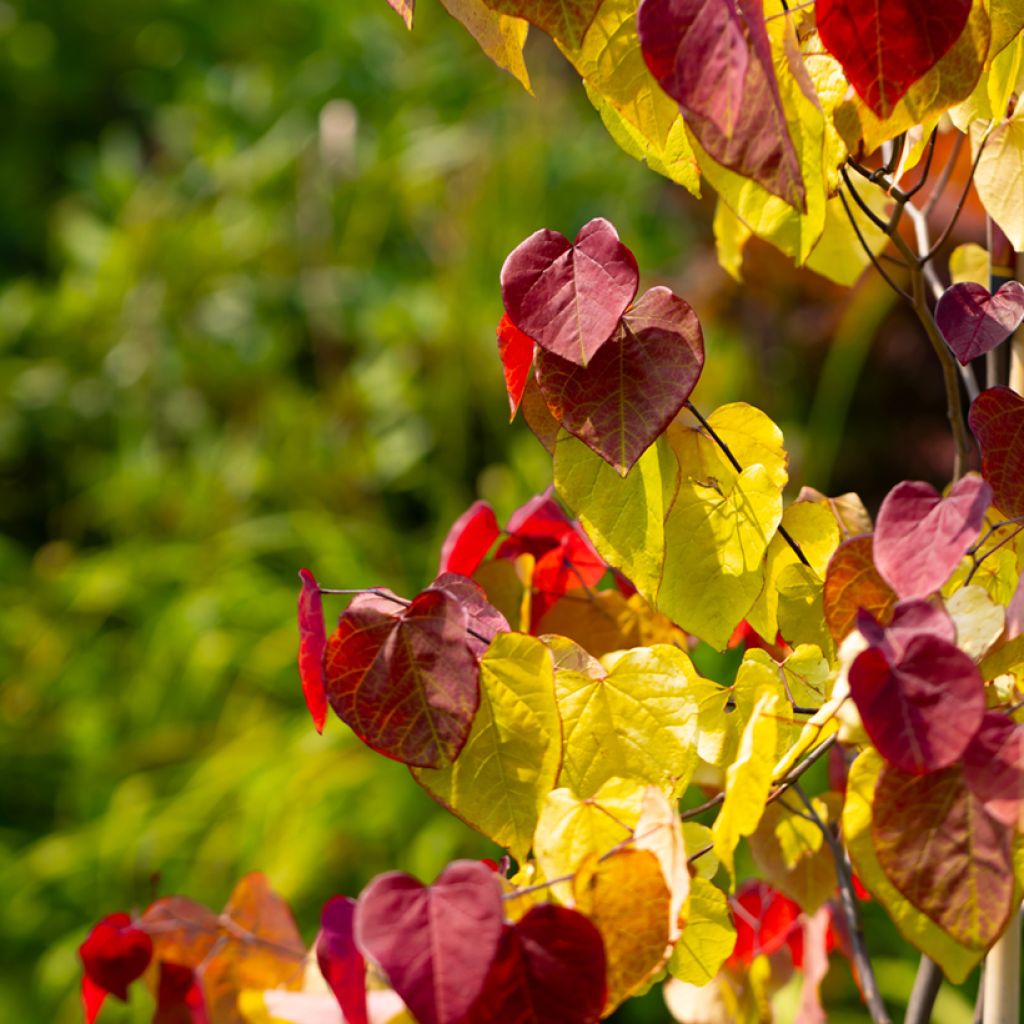 Redbud del este Eternal Flame - Cercis canadensis