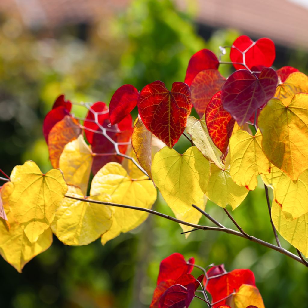 Redbud del este Eternal Flame - Cercis canadensis