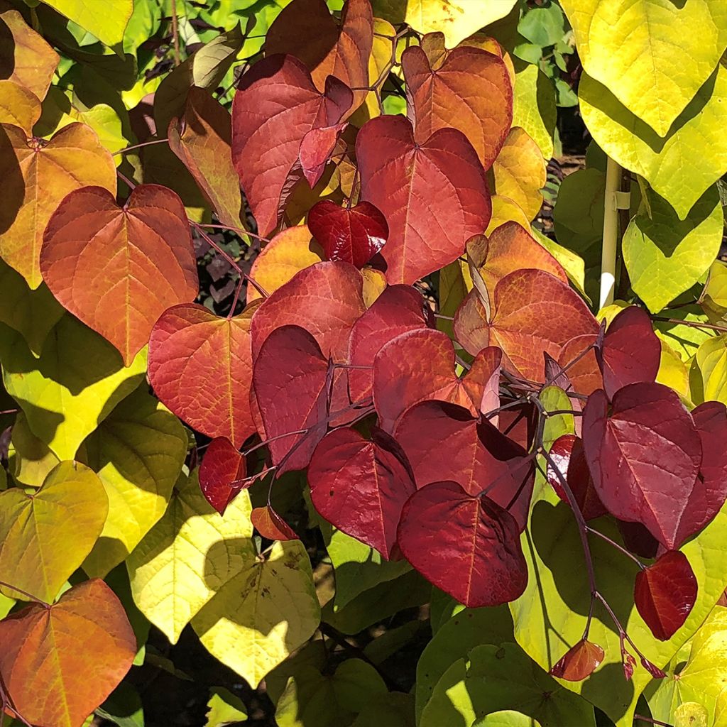 Redbud del este Eternal Flame - Cercis canadensis