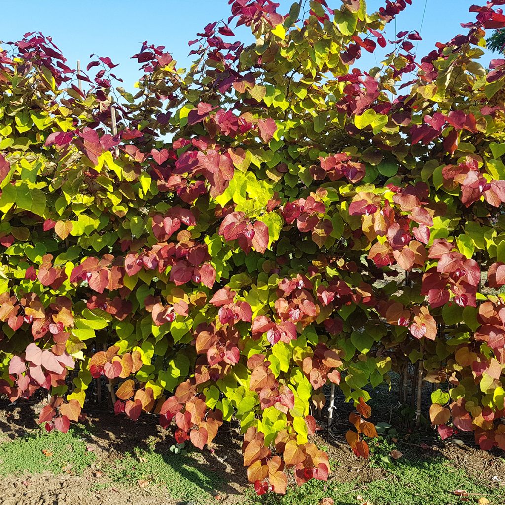 Redbud del este Eternal Flame - Cercis canadensis