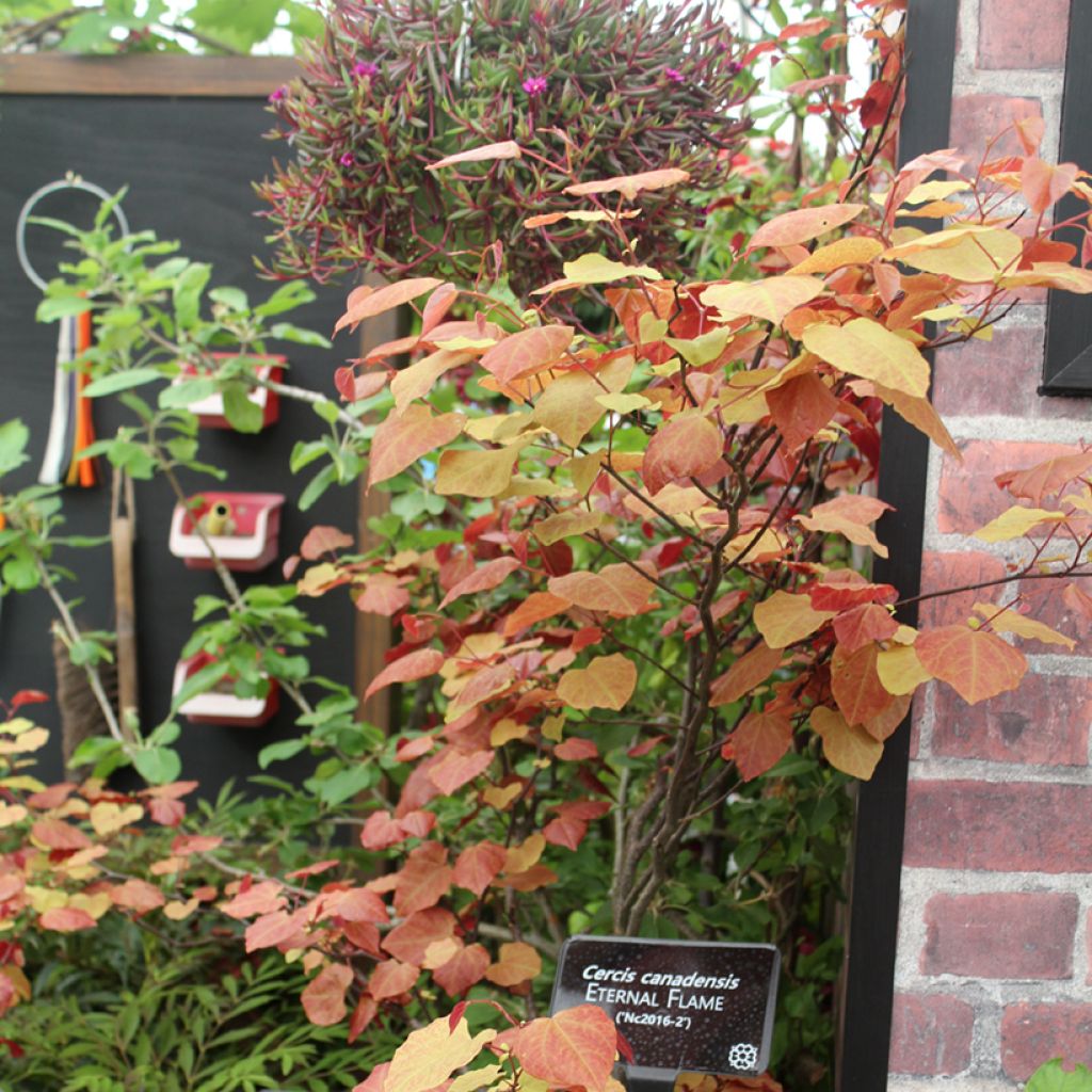 Redbud del este Eternal Flame - Cercis canadensis