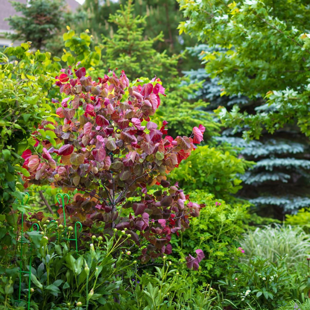 Redbud del este Forest Pansy - Cercis canadensis