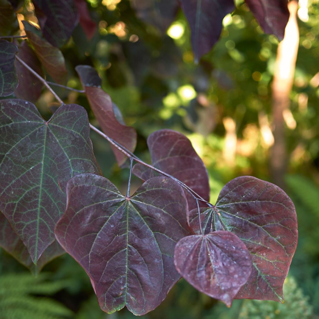 Redbud del este Forest Pansy - Cercis canadensis