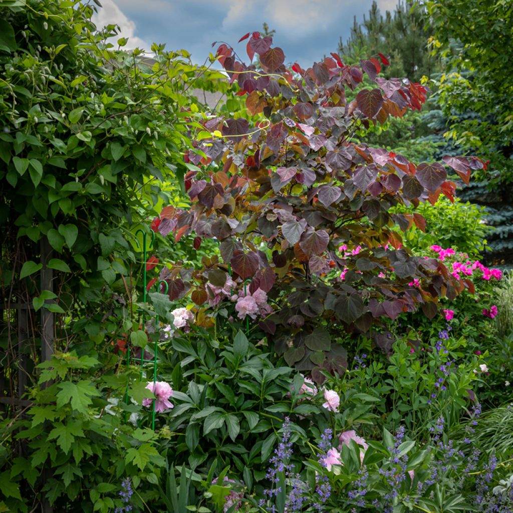 Redbud del este Forest Pansy - Cercis canadensis