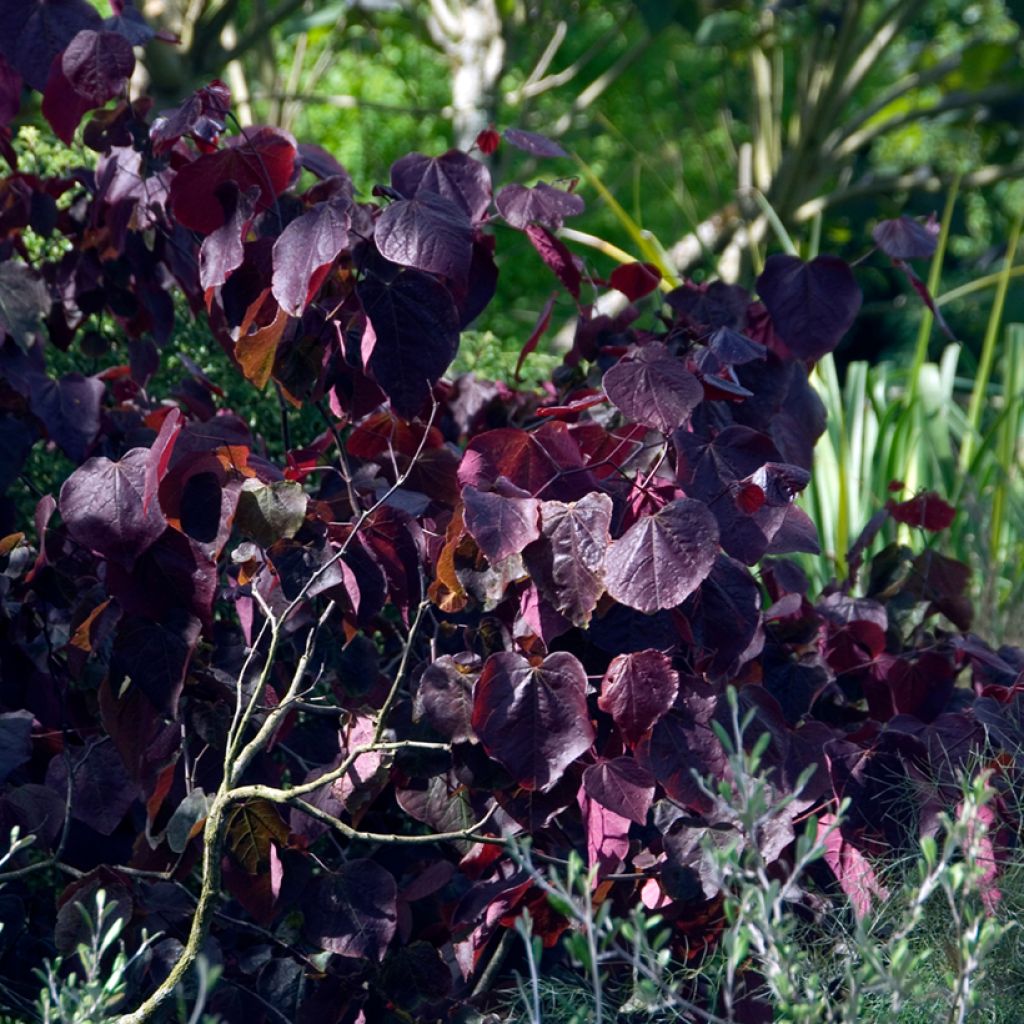 Redbud del este Forest Pansy - Cercis canadensis