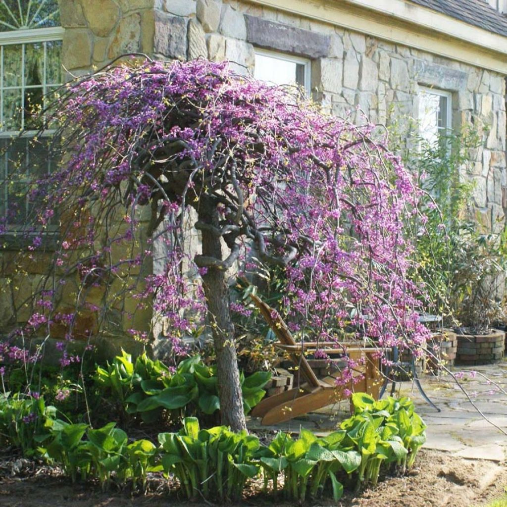 Cercis canadensis Lavender Twist - Gainier du Canada 