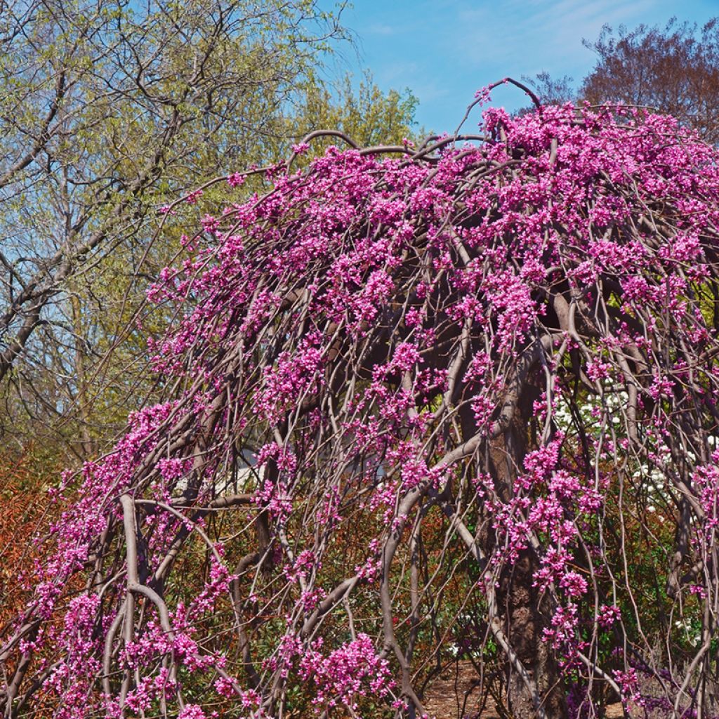 Redbud del este Lavender Twist - Cercis canadensis