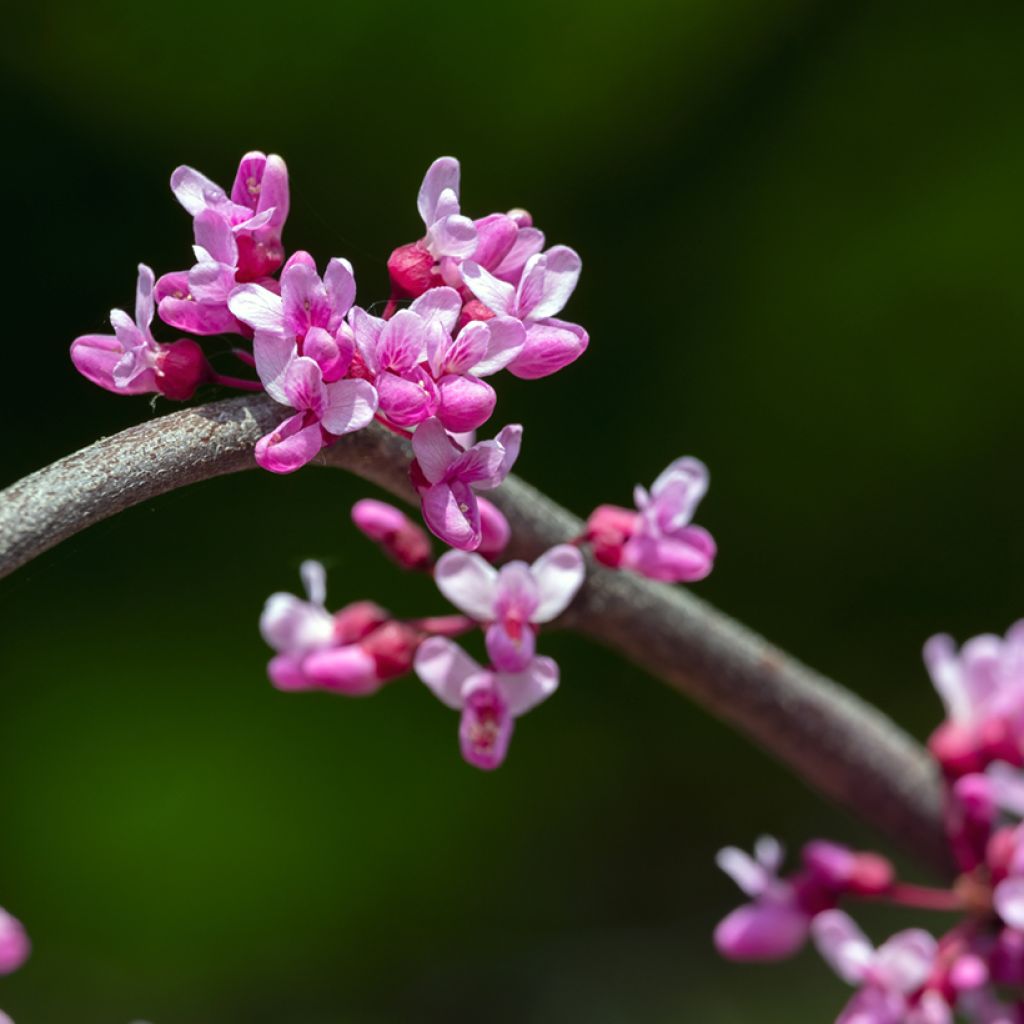 Redbud del este Lavender Twist - Cercis canadensis