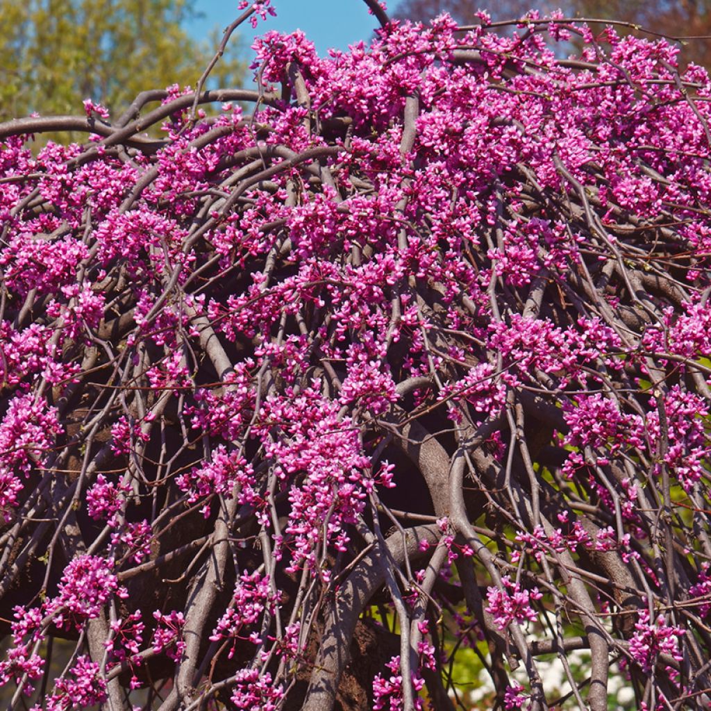 Redbud del este Lavender Twist - Cercis canadensis