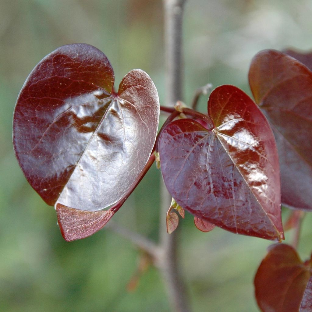 Redbud del este Merlot - Cercis canadensis