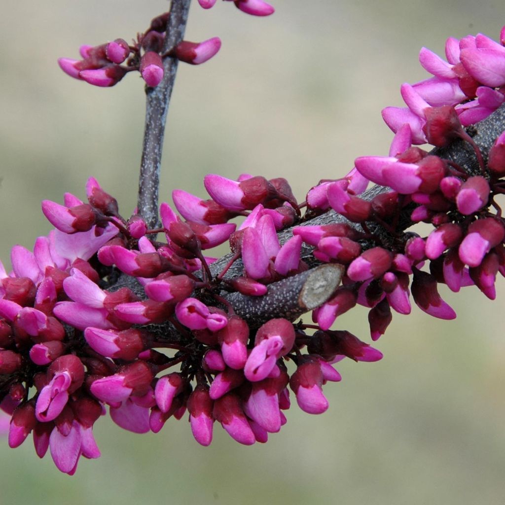 Redbud del este Merlot - Cercis canadensis