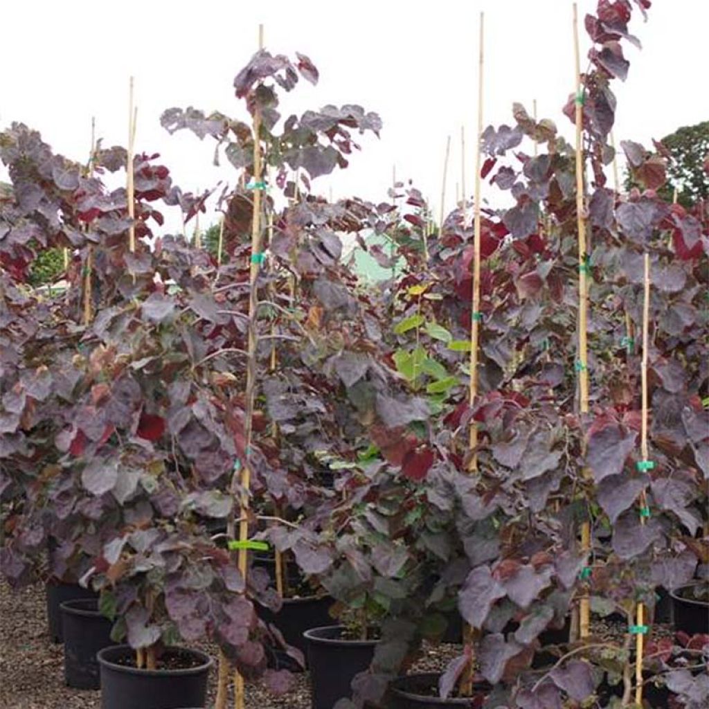 Redbud del este Ruby Falls - Cercis canadensis