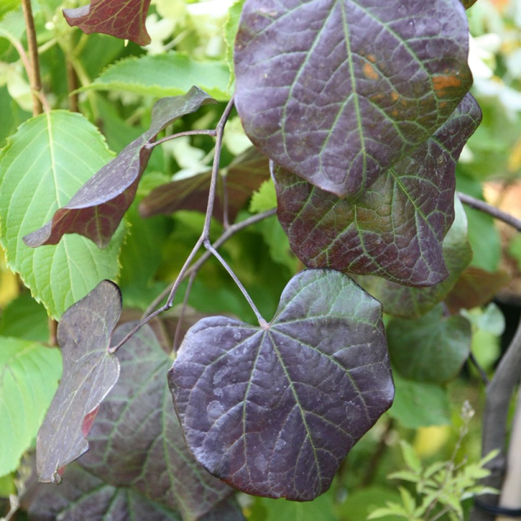 Redbud del este Ruby Falls - Cercis canadensis