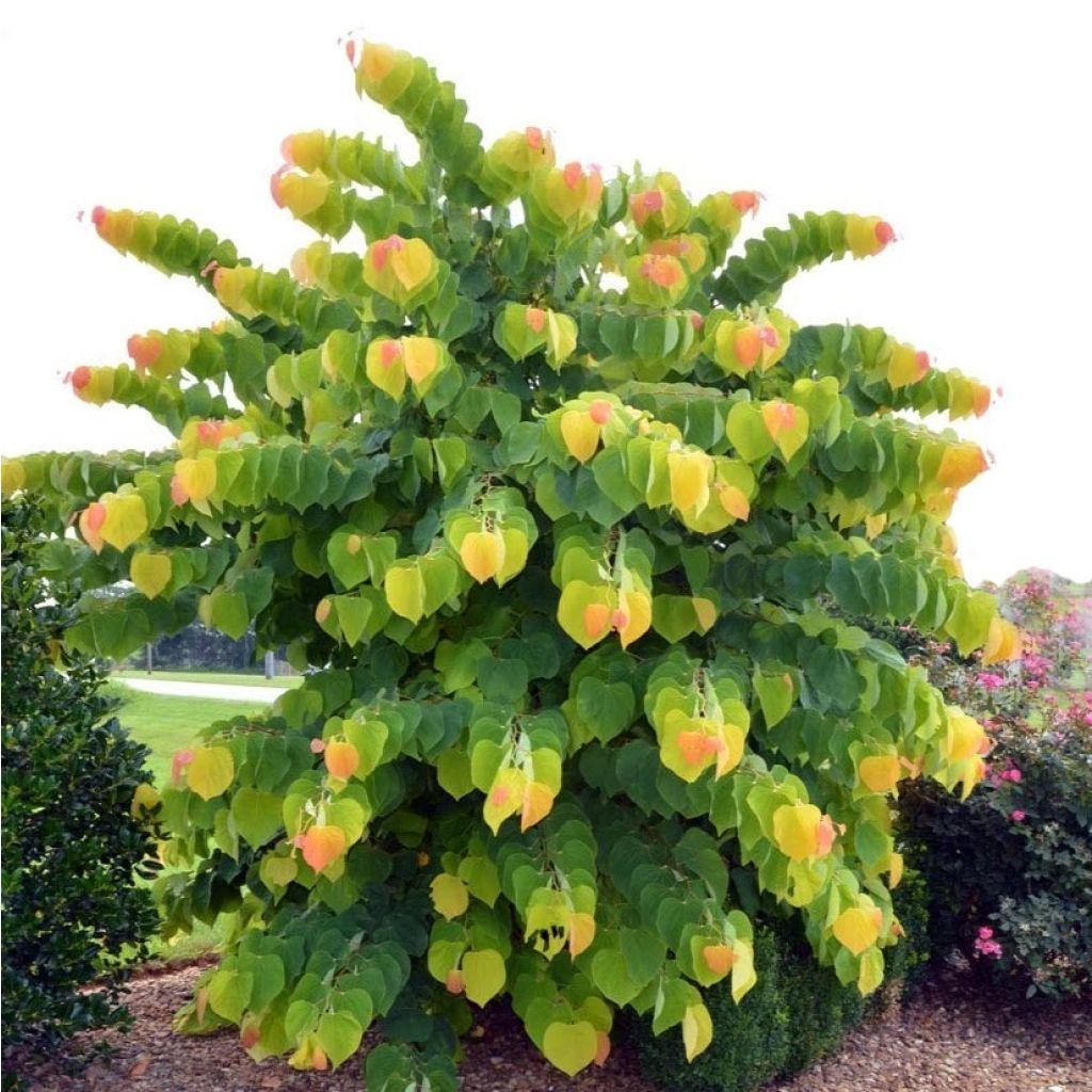 Redbud del este The Rising Sun - Cercis canadensis