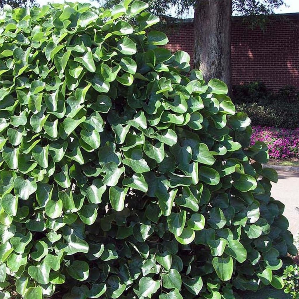 Cercis canadensis Traveller - Arbre de Judée nain, pleureur.