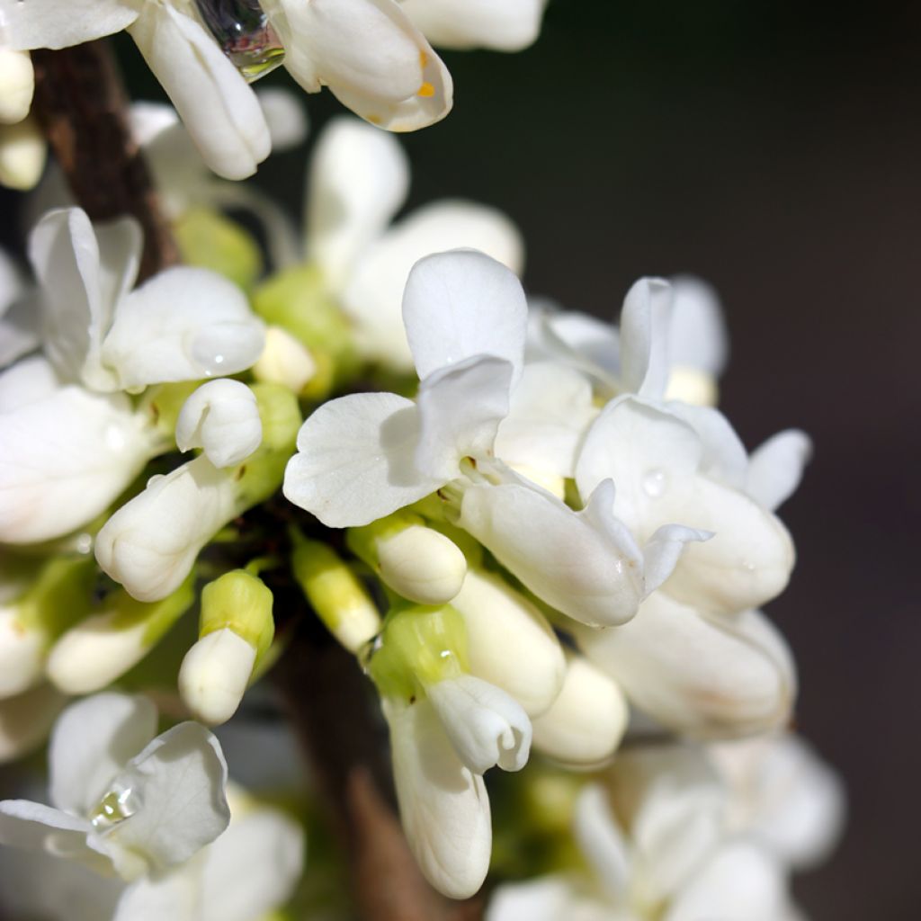 Redbud del este Vanilla Twist - Cercis canadensis