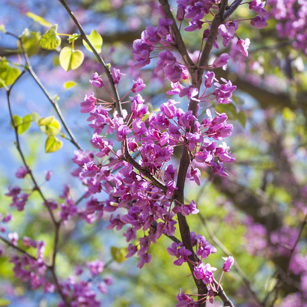 Redbud del este - Cercis canadensis