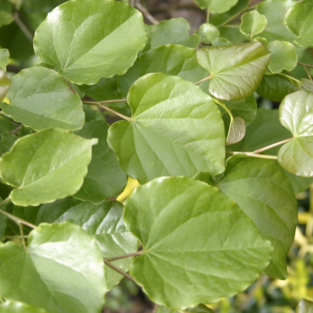 Cercis canadensis var. texensis Oklahoma - Gainier du Canada