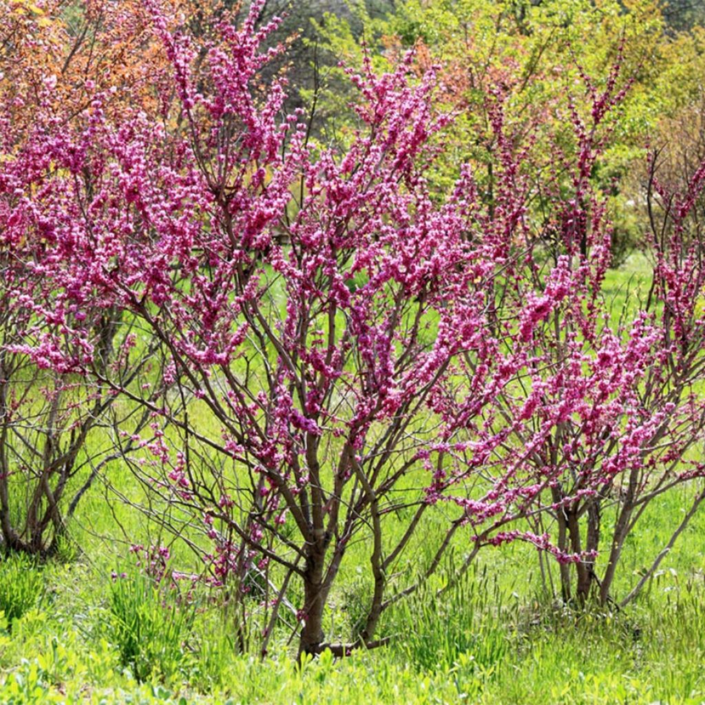 Cercis chinensis Avondale - Gainier de Chine