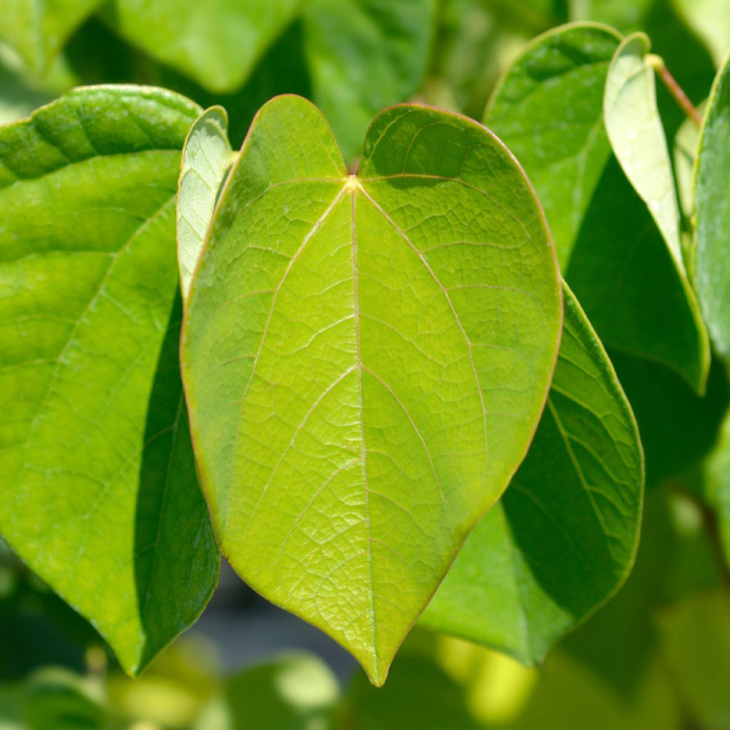 Cercis chinensis Avondale - Árbol del amor