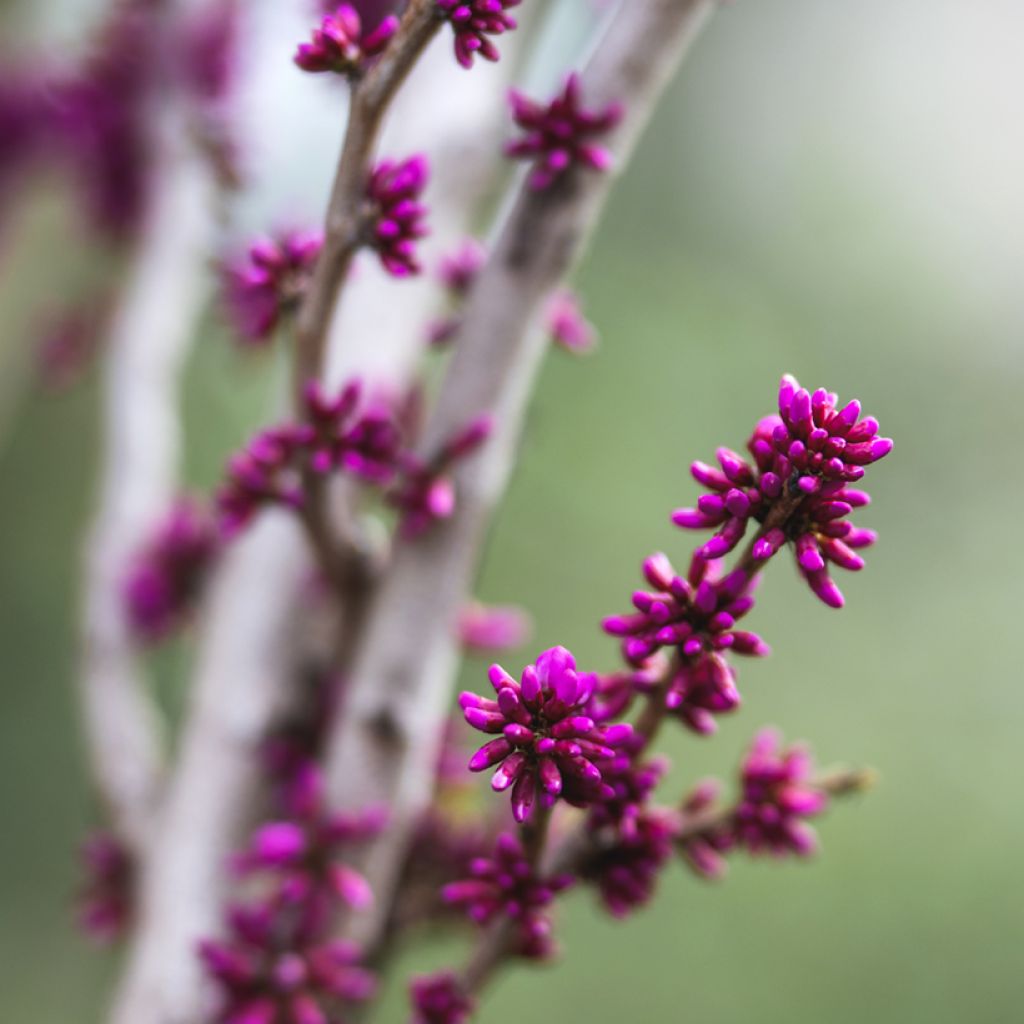 Cercis chinensis Avondale - Árbol del amor