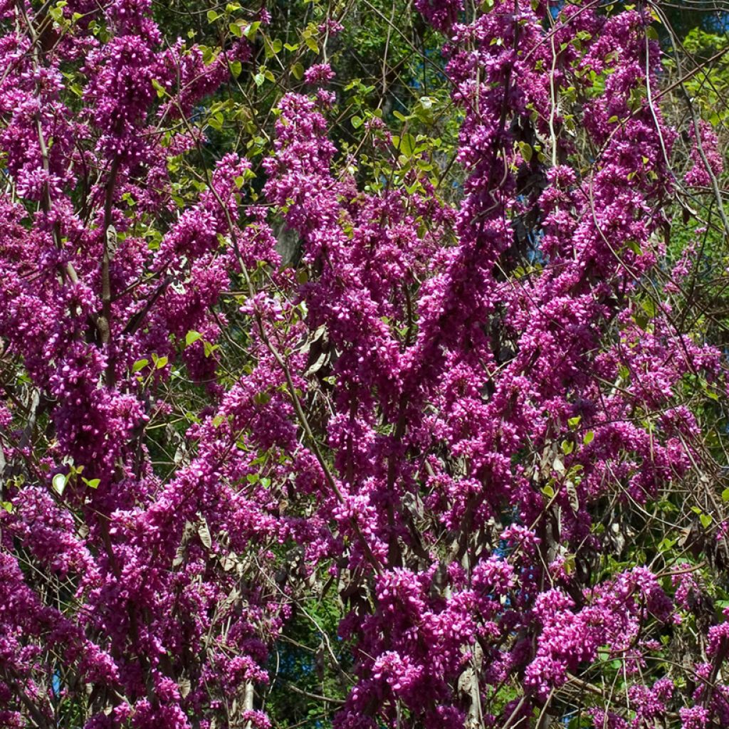 Cercis chinensis Avondale - Árbol del amor