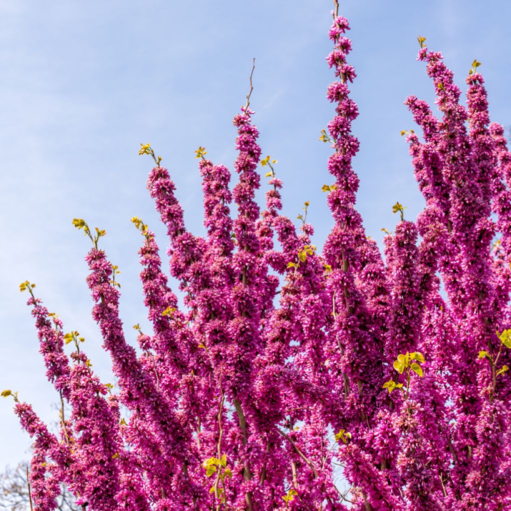 Cercis chinensis Avondale - Árbol del amor