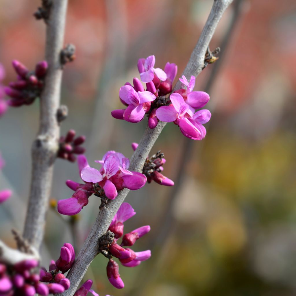 Cercis chinensis Avondale - Árbol del amor